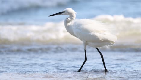 white egret walking by the sea waves