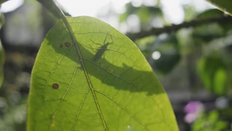 Little-red-insect-walking-behind-a-leaf,-then-over-the-top-and-flying-away-backlit