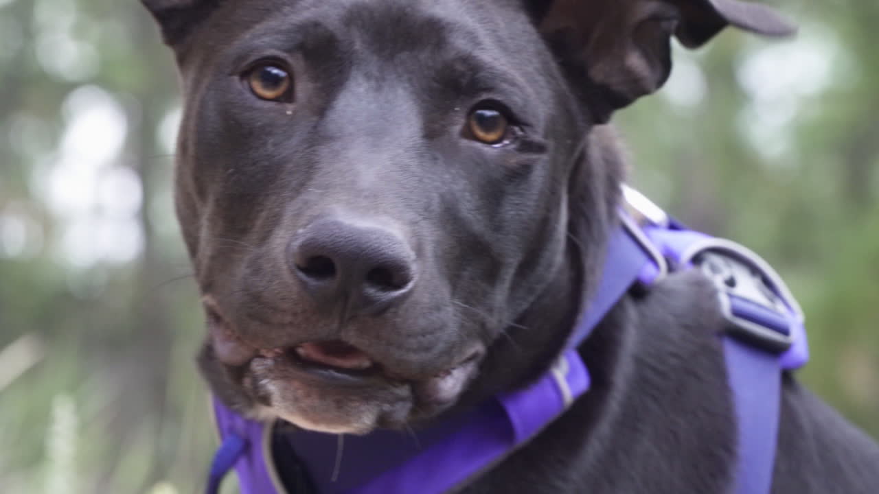 A black puppy excitedly looks towards camera.