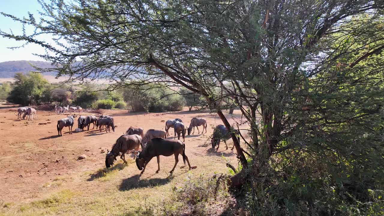 horizonte de la vida silvestre en rustenburg en el noroeste de sudáfrica
