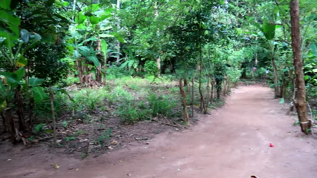 잔지바르의 향신료 밭 사이를 달리는 더트 트랙의 패닝 샷