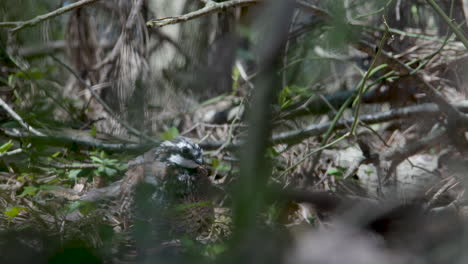 Two-bobwhites-on-the-forest-floor,-one-bird-is-standing-and-the-other-is-crouched-down-behind-the-other-bird