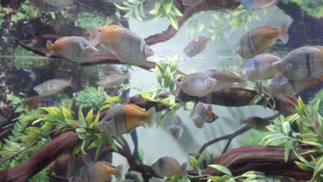 acuario de peces con muchos peces arco iris boesemani