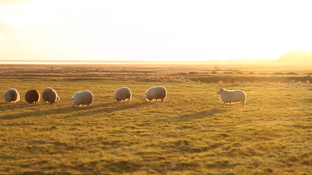 Pecore che corrono attraverso il campo. Luce serale. Tramonto.