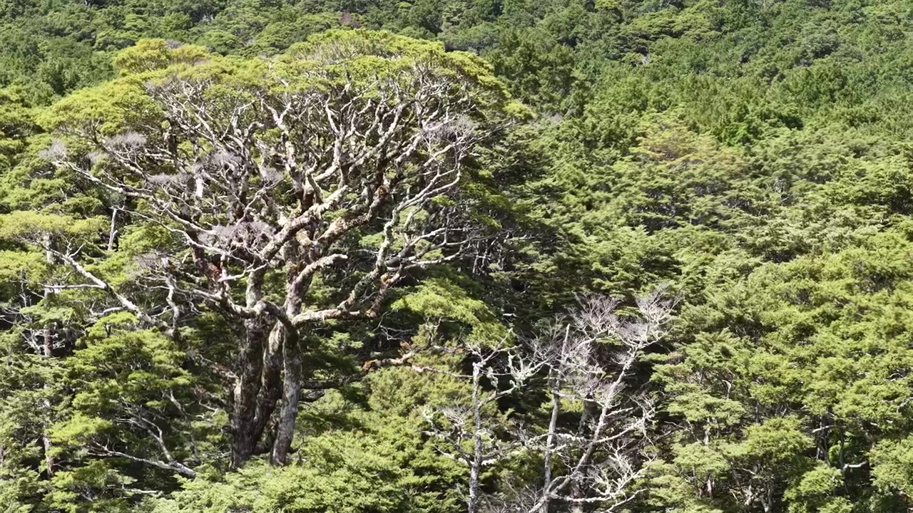 Filmato ravvicinato di una fitta vegetazione arbustiva autoctona con rami contorti e fogliame verde, tipica della natura selvaggia della Nuova Zelanda.