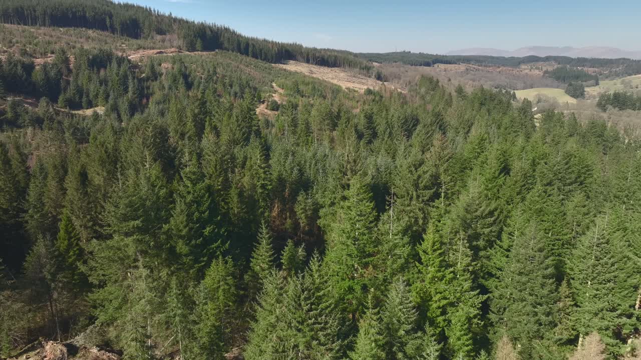 Very slow flight over green pine treetops. Grizedale Forest, Cumbria, UK.