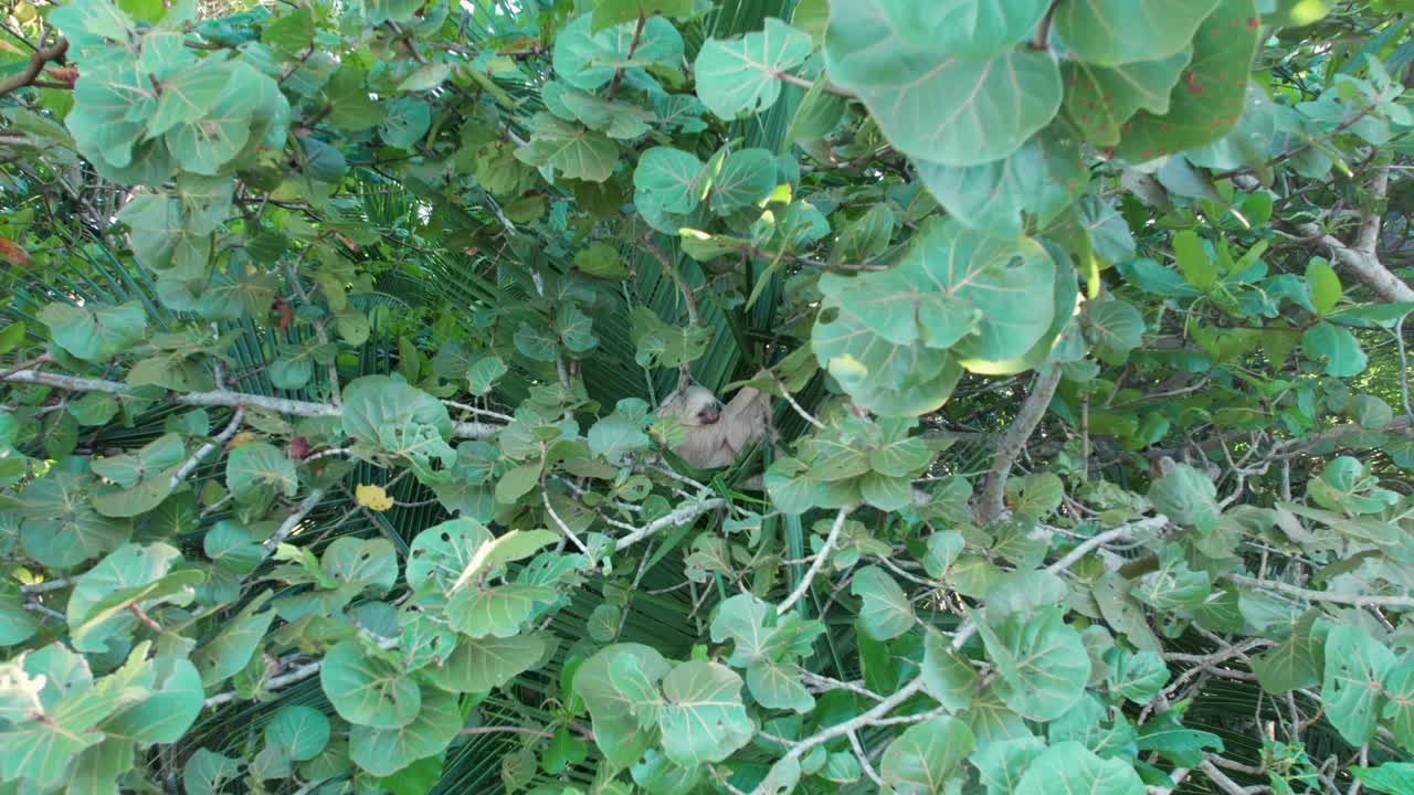 Sloth bear in the trees. A common species of bear in India. Bear Shaggy, dusty, and unkempt, the reclusive sloth bear makes its home in the forests of South Asia.