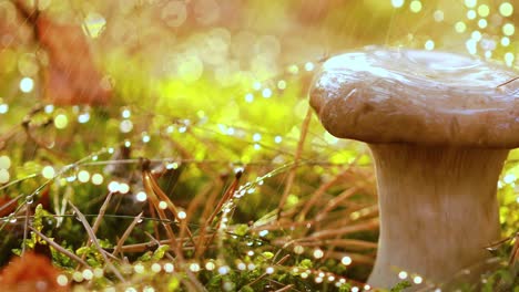 un boleto de hongo en un bosque soleado bajo la lluvia.