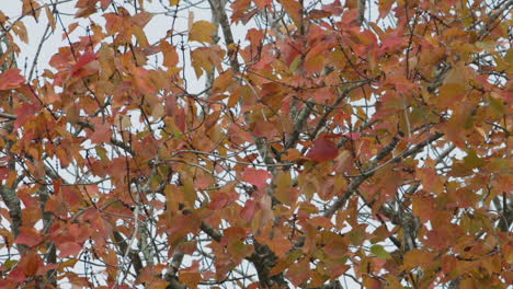 Hojas-De-Otoño-Naranjas-Y-Verdes-Que-Comienzan-A-Cambiar-De-Color