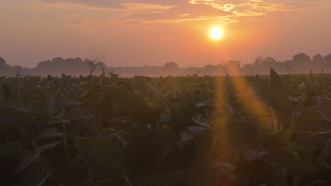 slow motion wide shot of soy beans during sunrise