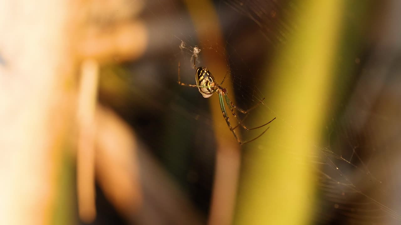 la araña teje la red entre las plantas en la costa dorada