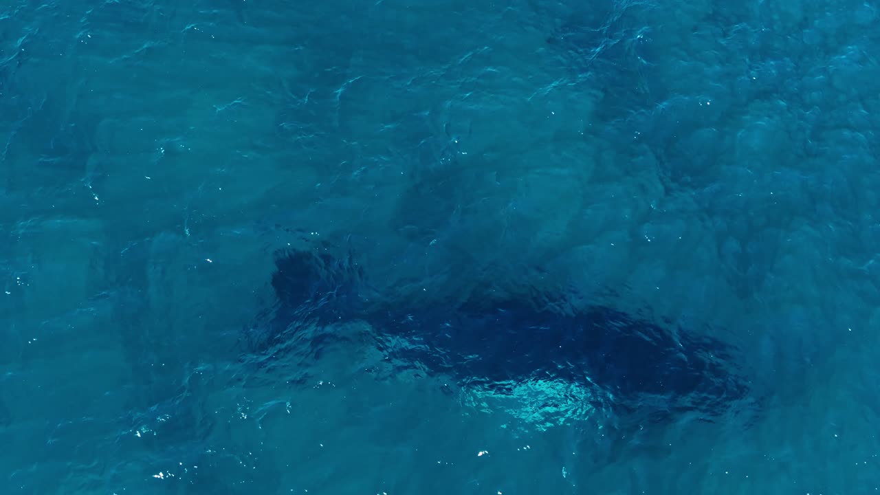 aerial de la gran ballena jorobada bajo la superficie del agua turquesa del océano