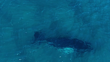aerial de la gran ballena jorobada bajo la superficie del agua turquesa del océano