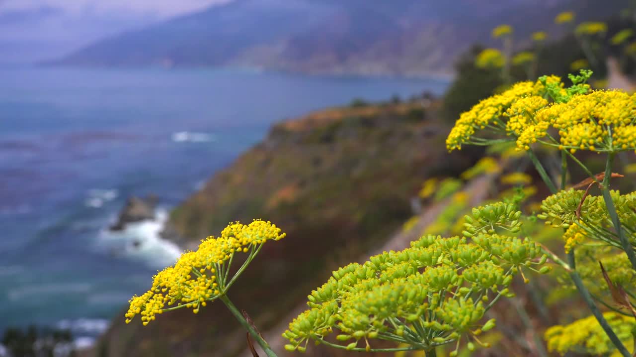 las abejas se posan en las flores de salvia que crecen a lo largo de la autopista 1 de california