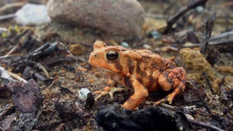 close-up of an orange toad jumping