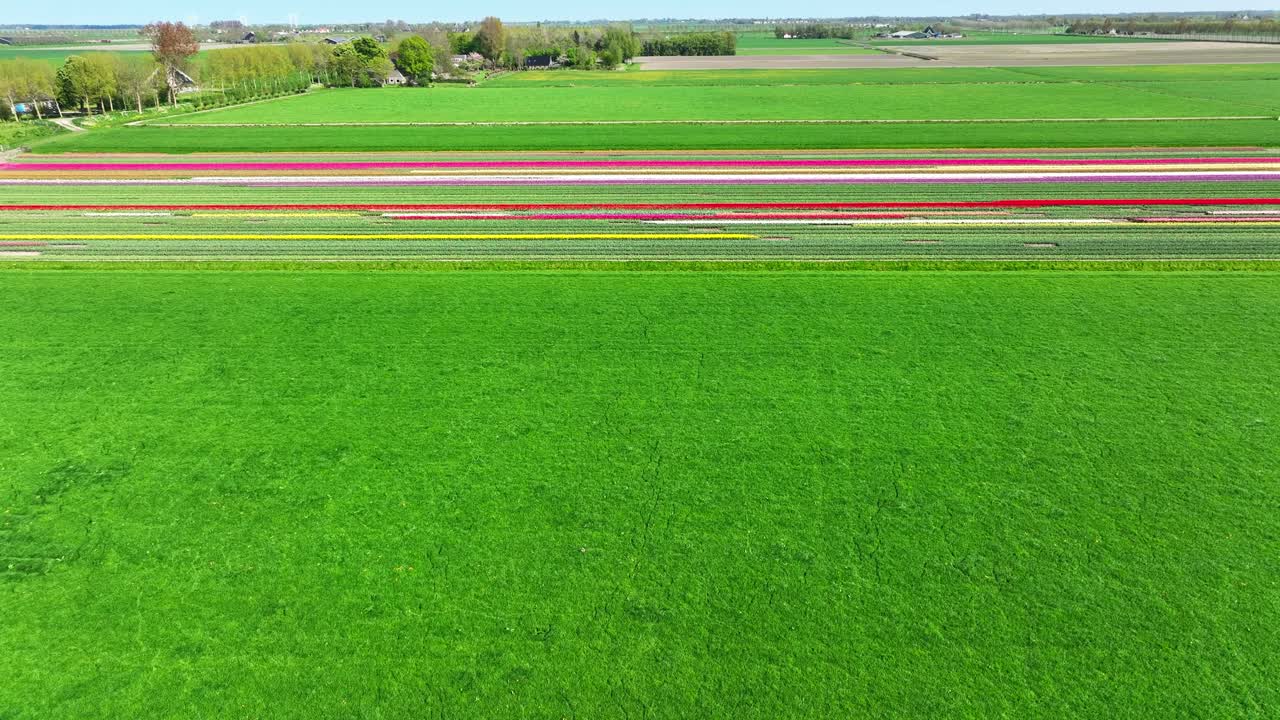 Flying over grassland and colorful tulip fields in the Netherlands