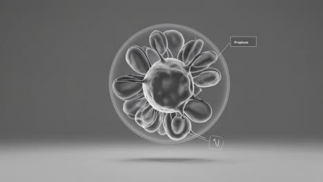 prophase stage of cell division