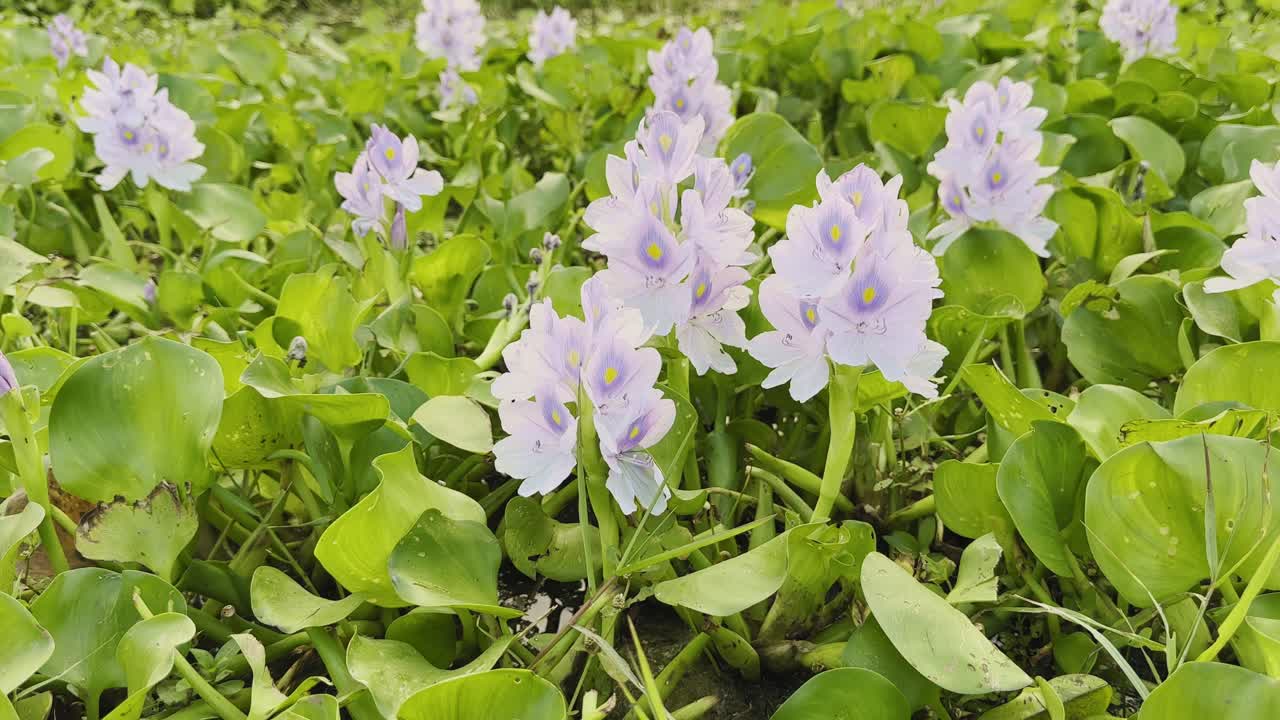A tilt-up shot of delicate light purple water hyacinth flowers (Eichhornia crassipes) blooming in a dense patch of bright green leaves, showing the beauty of aquatic vegetation in natural light