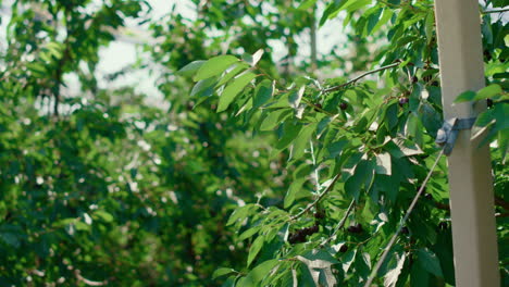 Árboles-De-Jardín-Verde-Que-Cultivan-En-Tierras-De-Cultivo-De-Campo,-Concepto-De-Cultivo-De-Bayas.