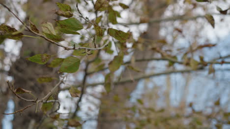 tree branch swaying as force is applied during playful hitting, causing dry leaves to fall gracefully in forest setting, highlighting dynamic motion of autumn leaves and interaction with nature