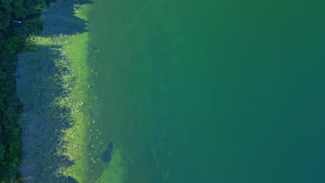 shadows of a densily forest on a green colored lake