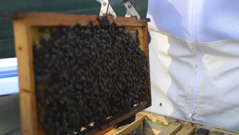 apicultor de cultivos quitando el panal de miel con fórceps