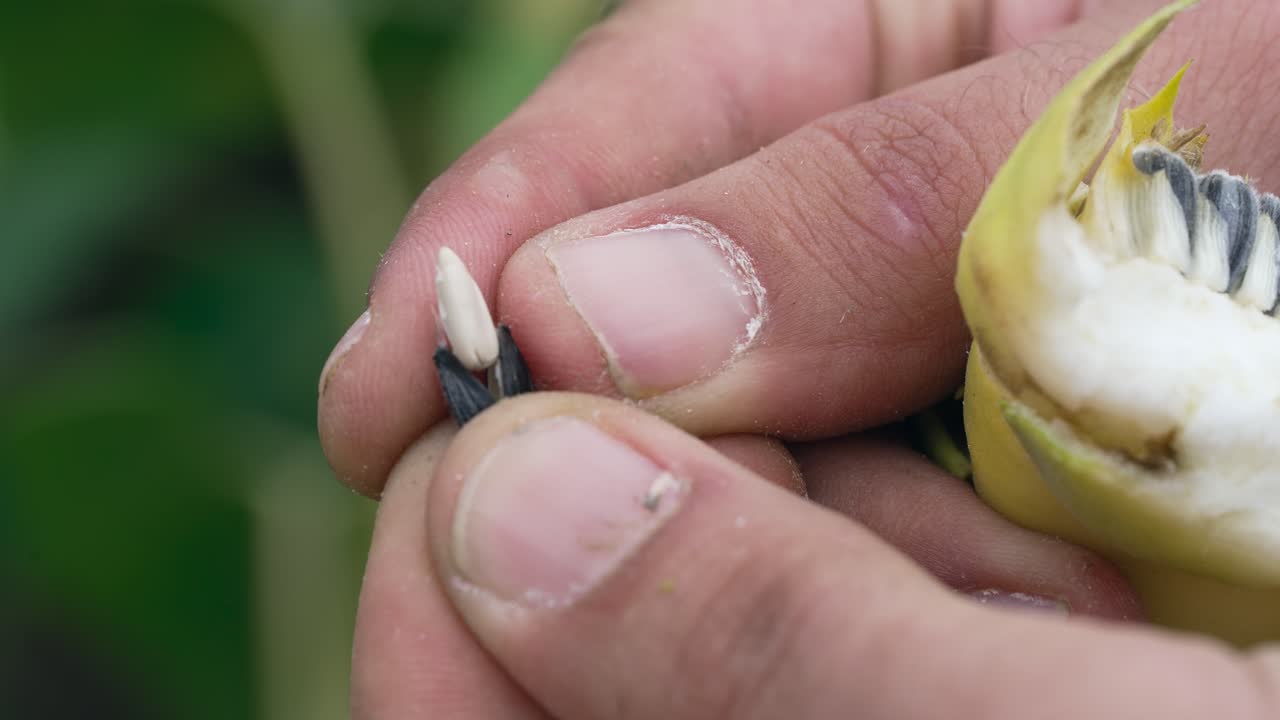 Sunflower seeds on a cloudy Summer Day in Europe, farming sun flower, close-up, flower, agriculture, seeds, 4k, black seeds open, sunflower