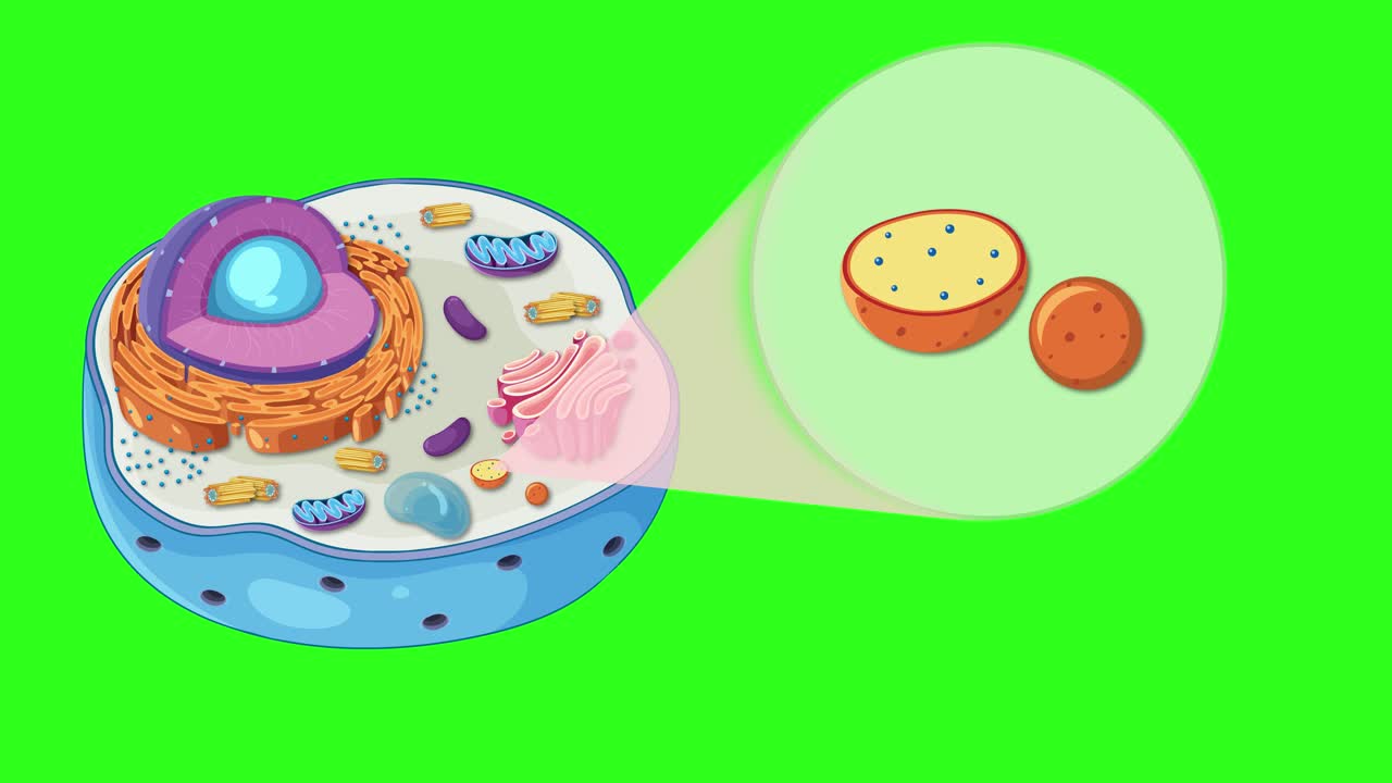 Animation illustrating animal cell anatomy with focus on lysosome, featuring vibrant colors and smooth transitions on a green background