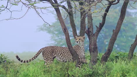 Guepardo-En-Un-Paisaje-Azul-Brumoso-En-África-En-El-Parque-Nacional-Serengeti-En-Tanzania,-Niebla-Azul-De-La-Mañana-Y-Paisaje-De-árboles-En-Las-Llanuras-De-La-Sabana-En-Un-Safari-De-Vida-Silvestre-De-Animales-Africanos