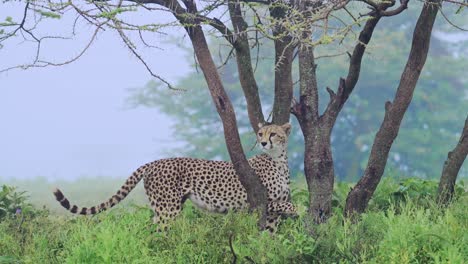 cheetah en el paisaje de niebla azul en áfrica en el parque nacional serengeti en tanzania, niebla azul de la mañana y paisaje de árboles en las llanuras de la sabana en animales africanos safari de vida silvestre