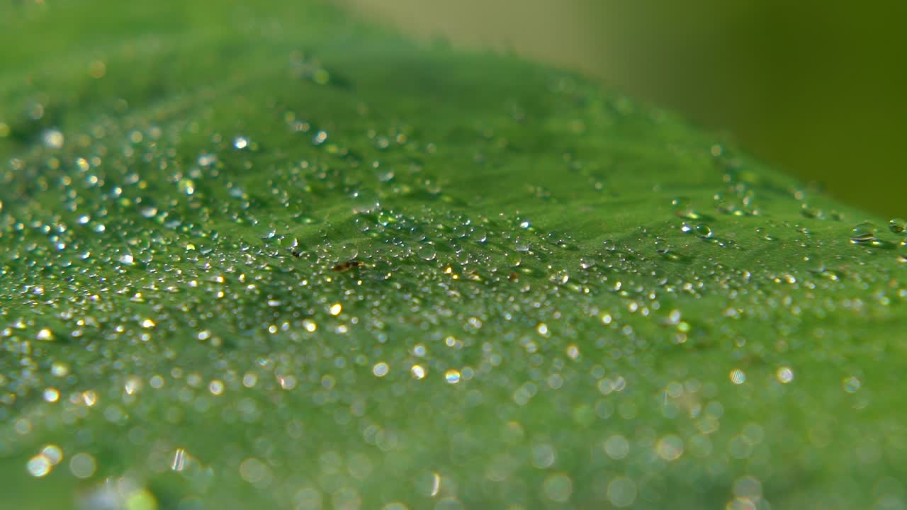 el rocío de la mañana cayó sobre la hoja