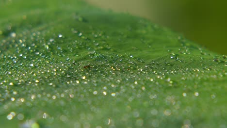 el rocío de la mañana cayó sobre la hoja