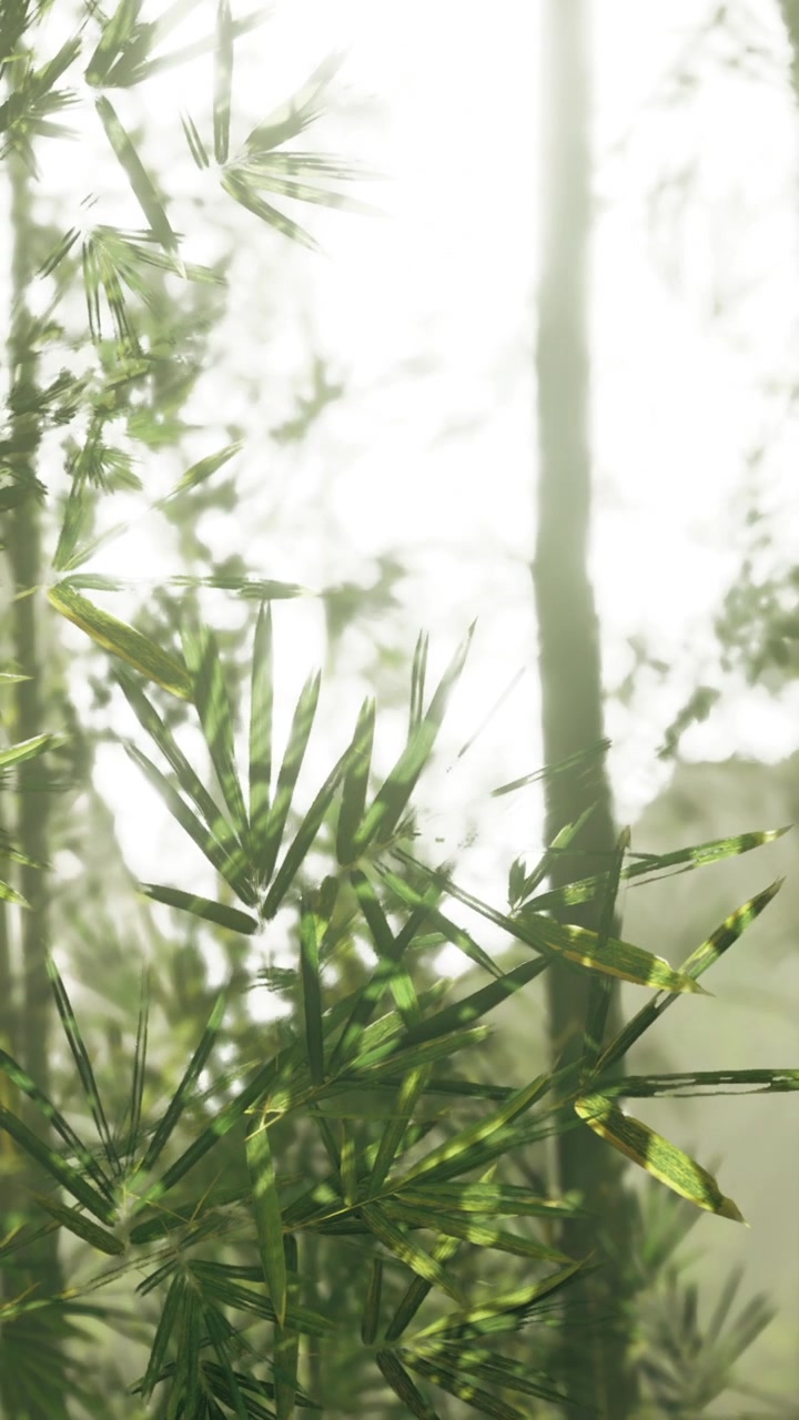 Foglie di bambù ondeggiano dolcemente alla luce del mattino vicino a una foresta in autunno