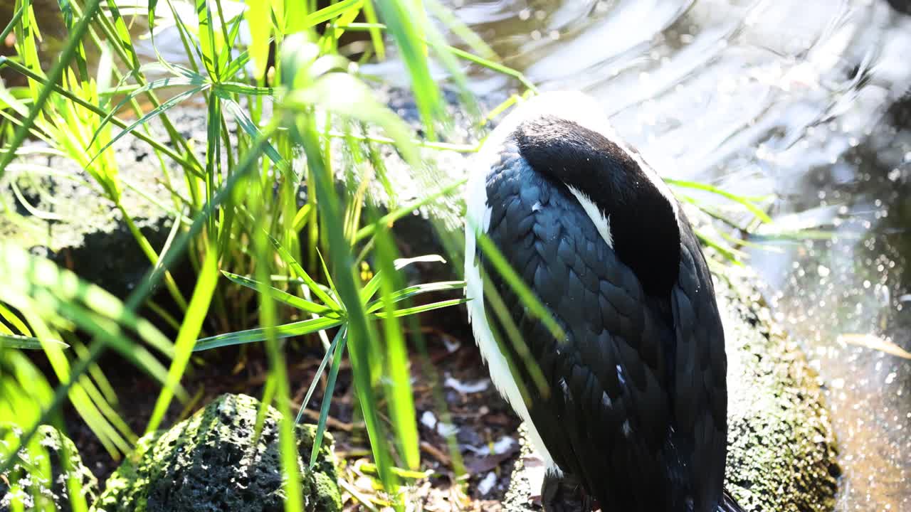 물 에서 휴식을 취하고 있는 독수리