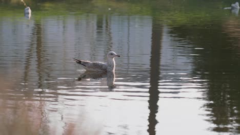 brown seagull looks around while floating in pond in palanga