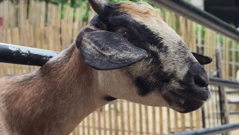 close-up of a spotted goat