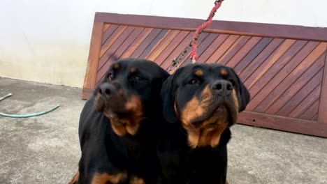 rottweiller dogs chained to the wall wanting attention and to escape from domestication