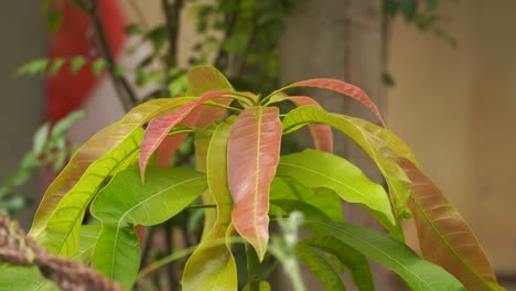 Close-up-of-tender-mango-plant-swinging-in-soft-breeze-in-the-courtyard