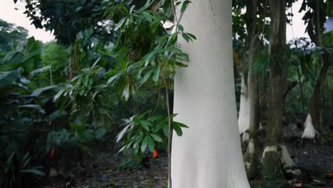 white tree trunk in a lush tropical garden