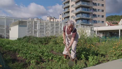 senior woman gardening in an urban garden
