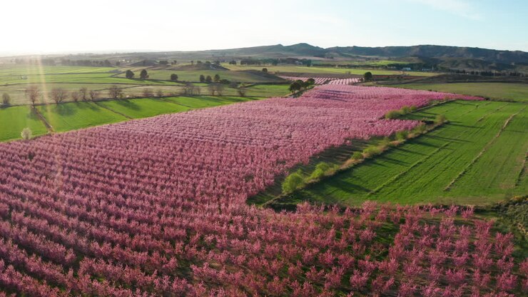 campo de árboles en flor flores rosadas melocotón o almendro árboles españa puesta de sol aérea
