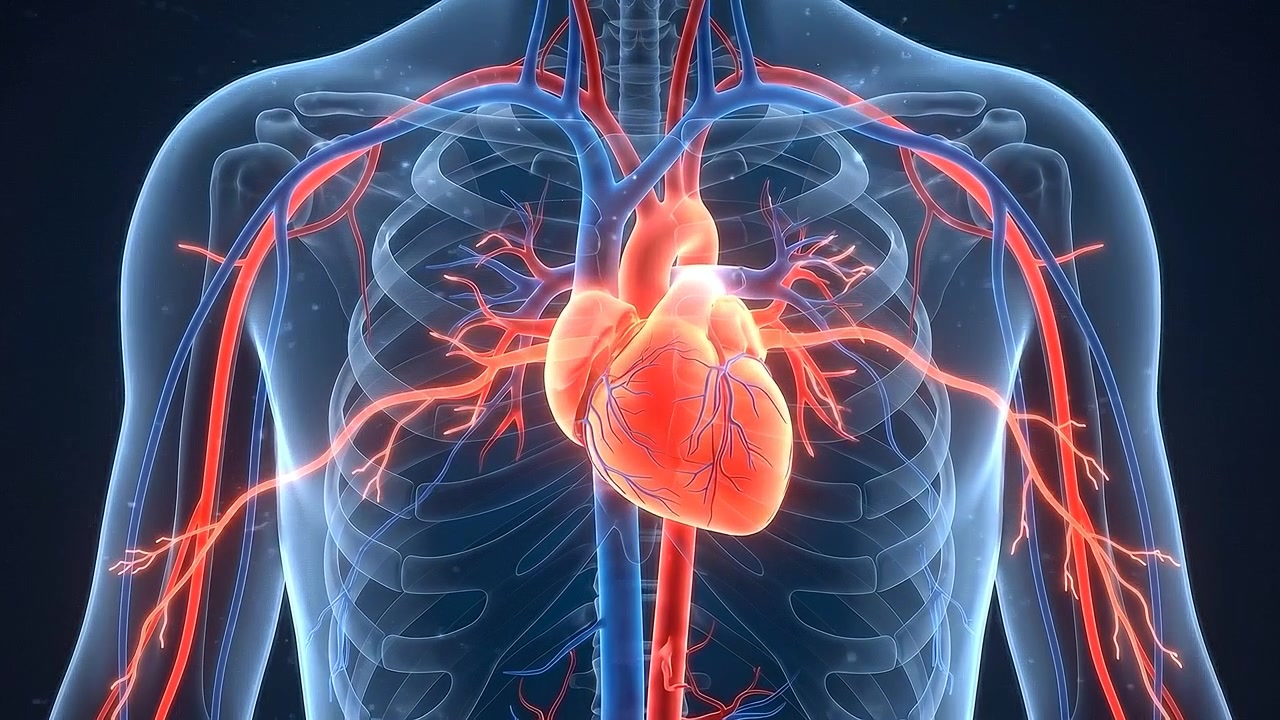 Transparent chest displaying illuminated heart and major blood vessels