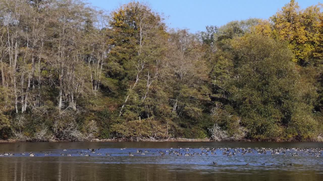 Ducks on the water of Waughop Lake in Washington - Wide