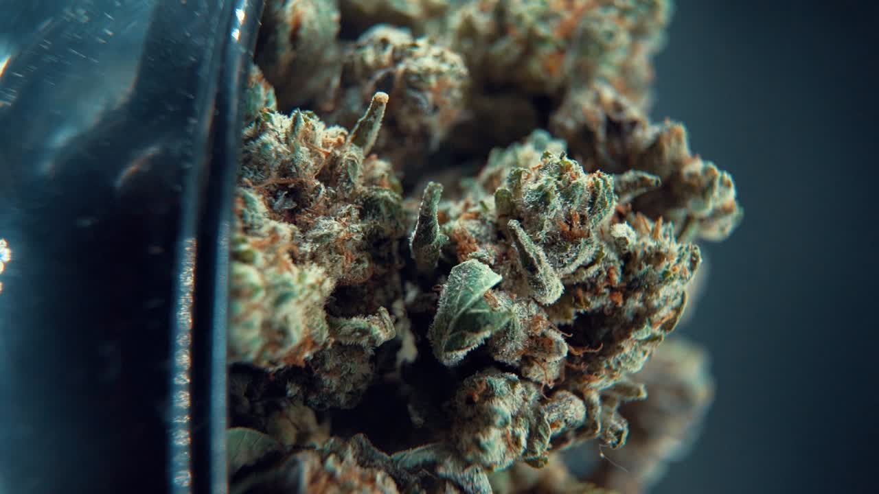 A vertical macro cinematic detailed shot of a cannabis plant, hybrid orange strains, green leaf Indica ,marijuana flower, on a 360 rotating stand, Full HD, slow motion, 120 fps, pro studio lighting