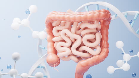 tracto intestinal con concepto de salud digestiva, renderización en 3d.