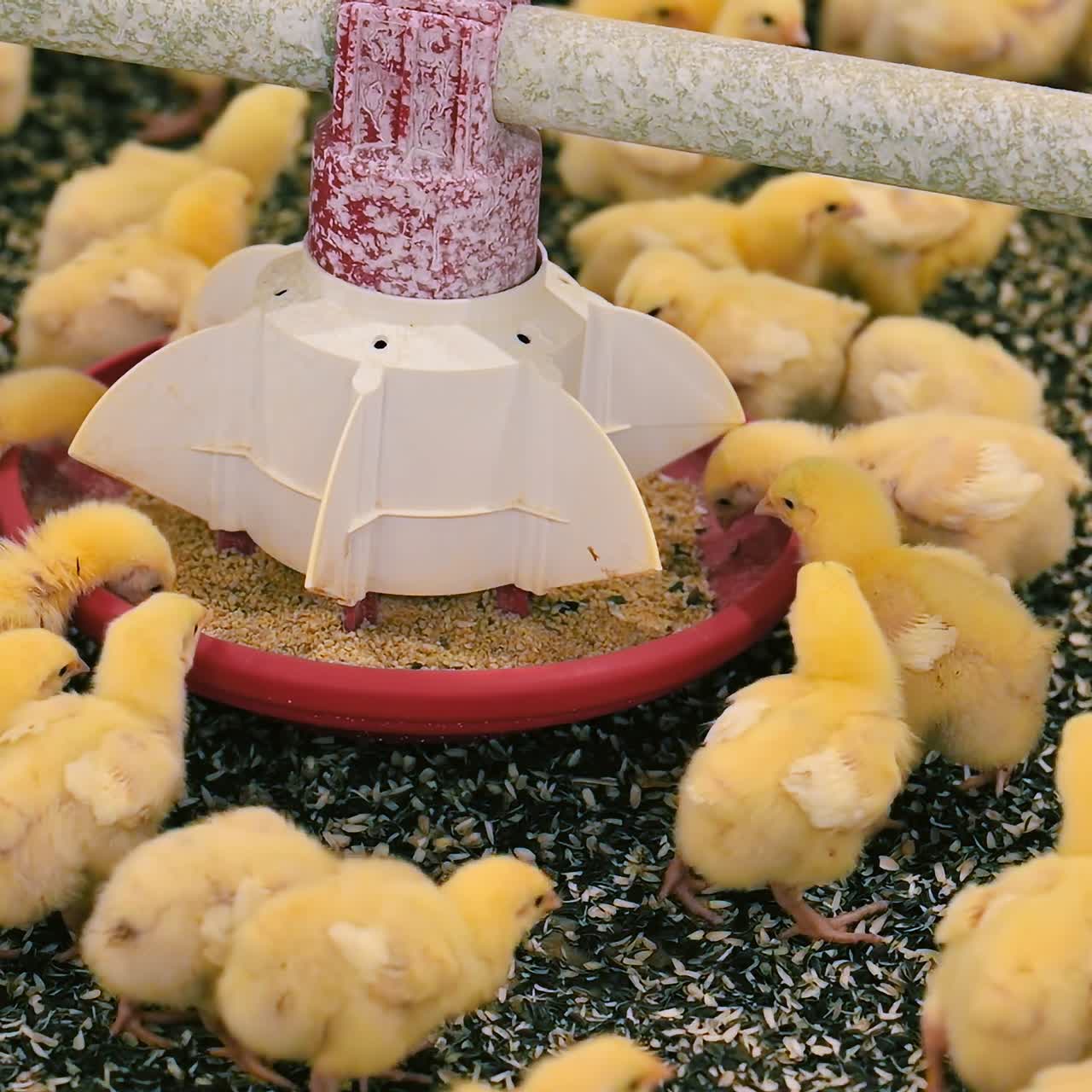 Beautiful new born chickens near the feeder. Yellow chicks eating fodder inside the modern poultry farm. Chicken and poultry industry