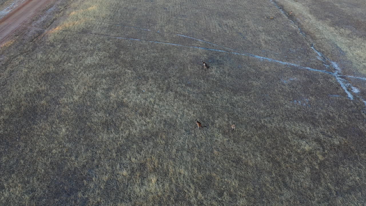 leeuwin naturaliste 국립 공원 호주의 초원에서 캥거루의 공중