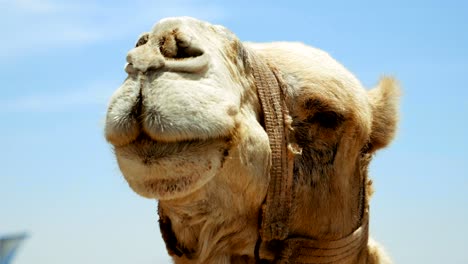 camel head closeup outdoors