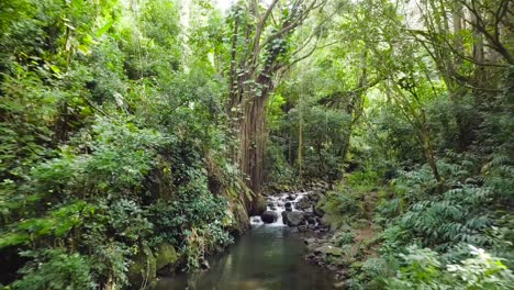 Honolulu-Oahu-Hawaii-Paisaje-De-La-Jungla-Paisaje-Corriendo-Arroyo-Rebosante-De-Luz-Y-Exuberante-Follaje-En-El-Sendero-Nuuanu,-Muñeca-De-Retroceso-Aéreo