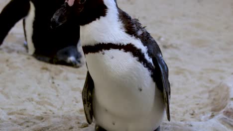 african penguin at penguin sanctuary plucking feathers, close up